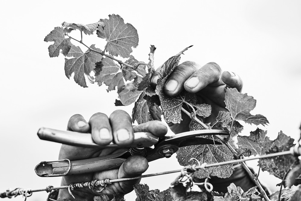 Ruca Malen viña image